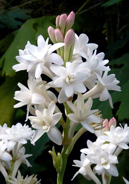 Pearl double tuberose heirloom bulbs