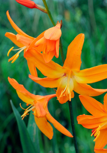 Star of the East heirloom bulbs