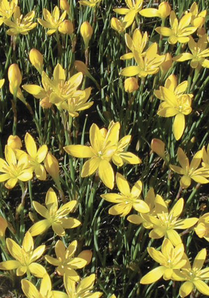 yellow rain lily heirloom bulbs