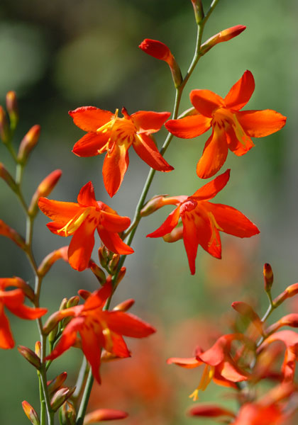 antique montbretia heirloom bulbs