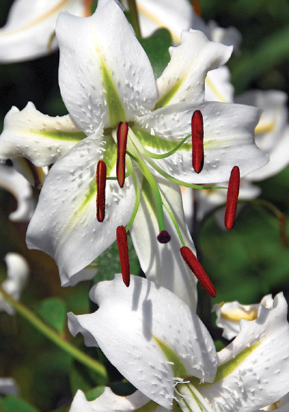 <i>speciosum album</i> heirloom bulbs