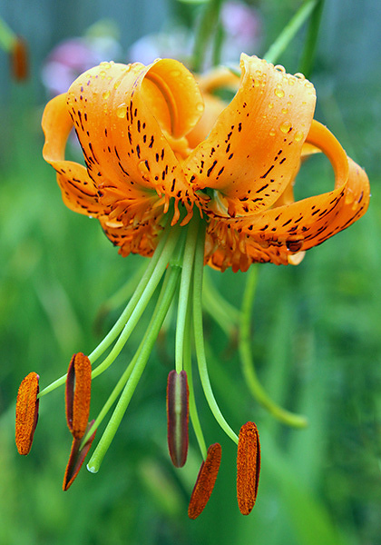 Henry’s lily heirloom bulbs