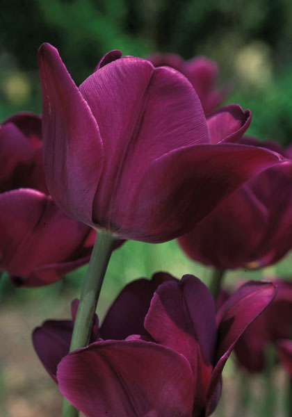 Greuze tulip heirloom bulbs