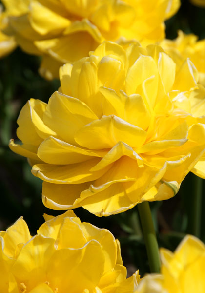 Mr. Van Der Hoef tulip heirloom bulbs