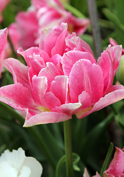 Peach Blossom tulip heirloom bulbs