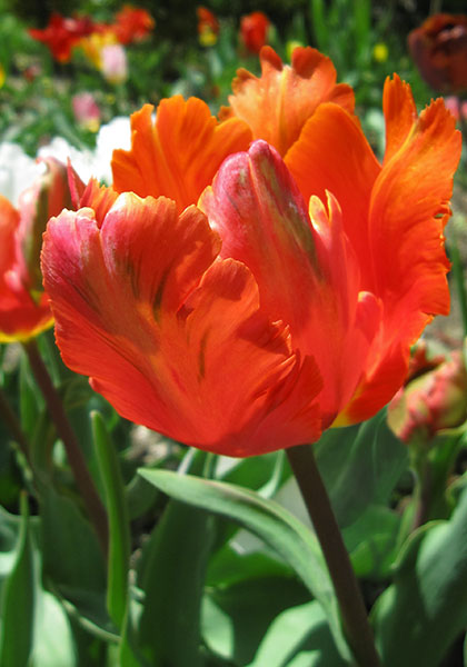 Orange Favorite, 1930 – www.OldHouseGardens.com