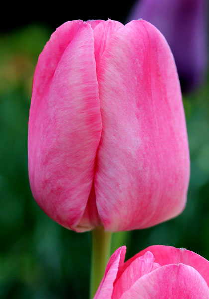 Princess Elizabeth tulip heirloom bulbs