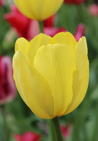 Golden Harvest tulip heirloom bulbs