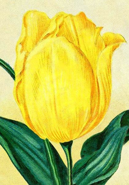 Chrysolora tulip heirloom bulbs