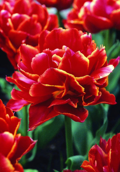 Kroeskop tulip heirloom bulbs