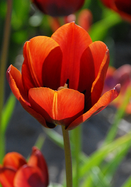 Prince of Wales tulip heirloom bulbs