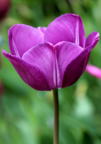 La Harpe tulip heirloom bulbs