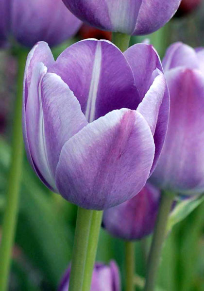 Prince Albert tulip heirloom bulbs