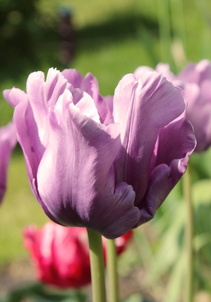 Blue Parrot tulip heirloom bulbs