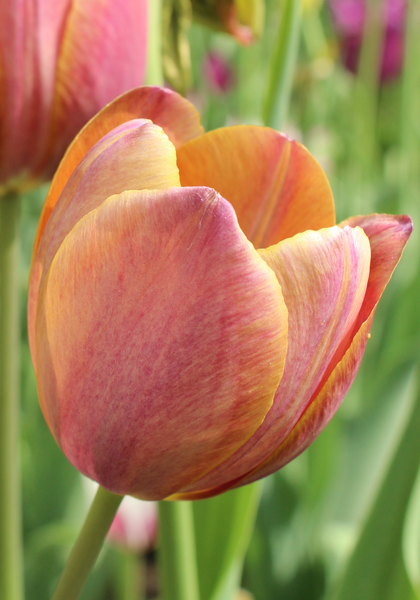 Je Maintiendrai tulip heirloom bulbs