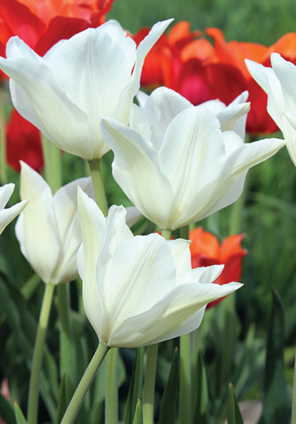 White Triumphator tulip heirloom bulbs