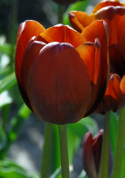 Jules Favres tulip heirloom bulbs