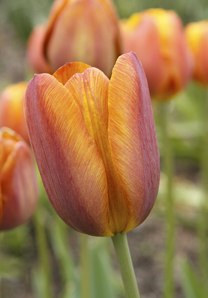 Feu Ardent tulip heirloom bulbs