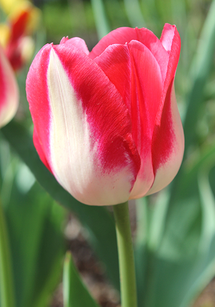 Garden Party tulip heirloom bulbs