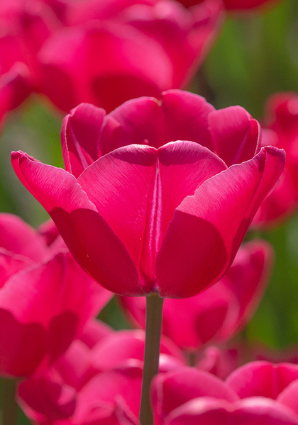 Princess Amalia tulip heirloom bulbs