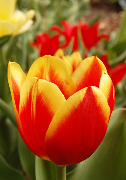 Duc de Berlin tulip heirloom bulbs