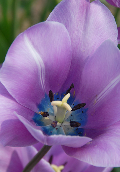 George Grappe tulip heirloom bulbs