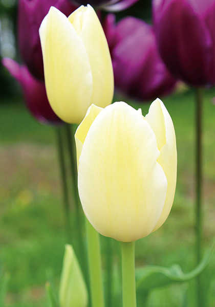 Ivory Floradale tulip heirloom bulbs