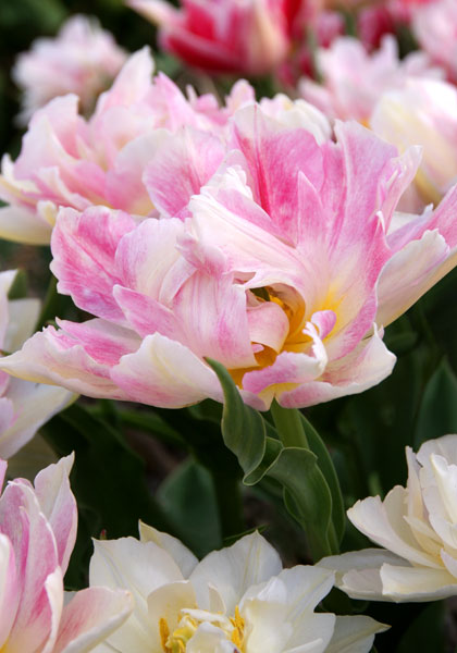 Murillo tulip heirloom bulbs