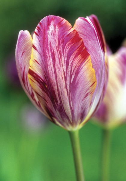 The Lizard tulip heirloom bulbs