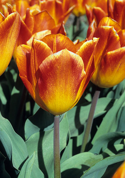 Cardinal Rampolla tulip heirloom bulbs