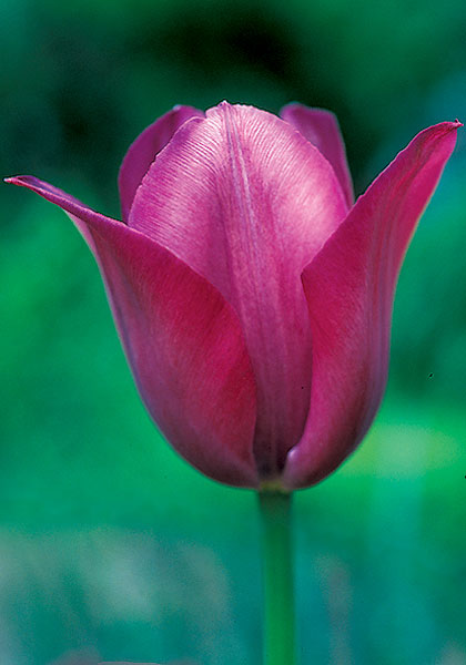 Professor Schotel tulip heirloom bulbs