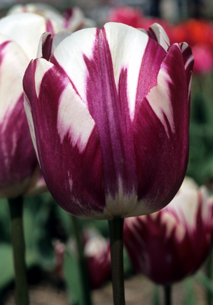 Striped Sail tulip heirloom bulbs