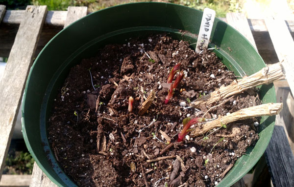 Extra Easy Growing and Storing Dahlias “In the Dry” – www.OldHouseGardens.com