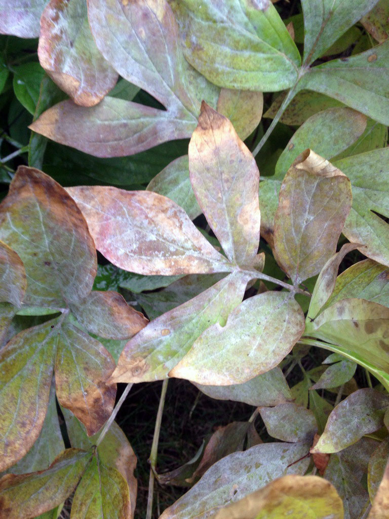 Protect Peonies and Iris with an Easy Fall Clean-Up – www.OldHouseGardens.com